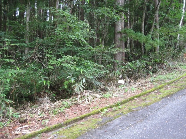 静寂の森に囲まれた土地