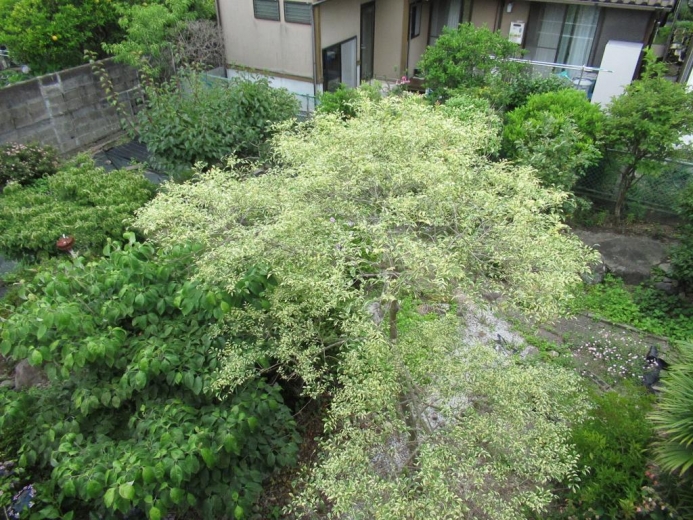 detached 亀川中央町