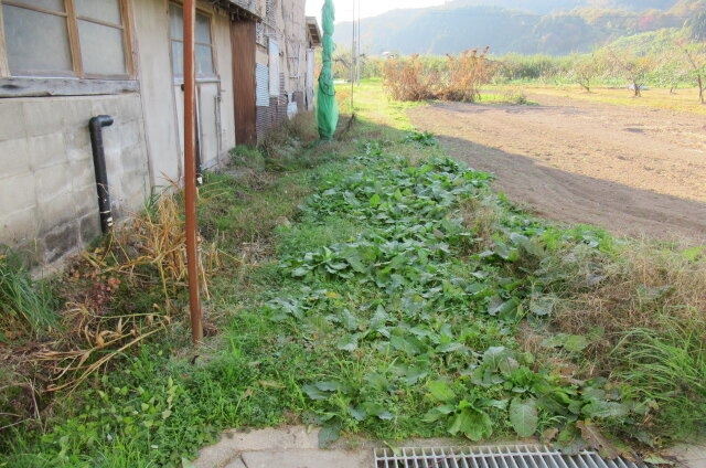 広々とした畑で家庭菜園も楽しめる