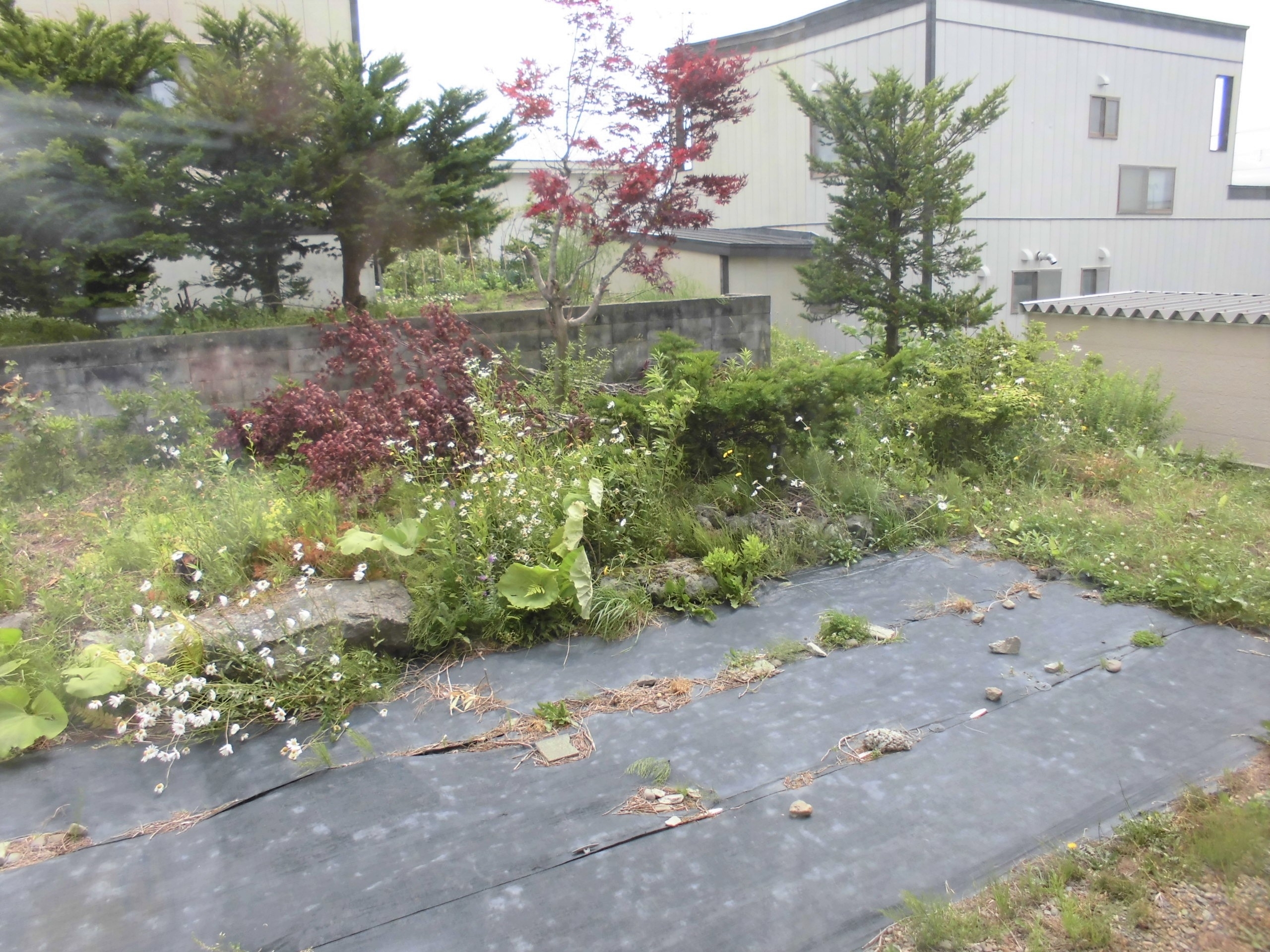 家庭菜園も楽しめる広い庭