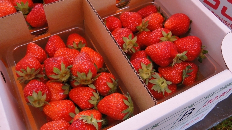 甘くて美味しい豊浦町のイチゴ