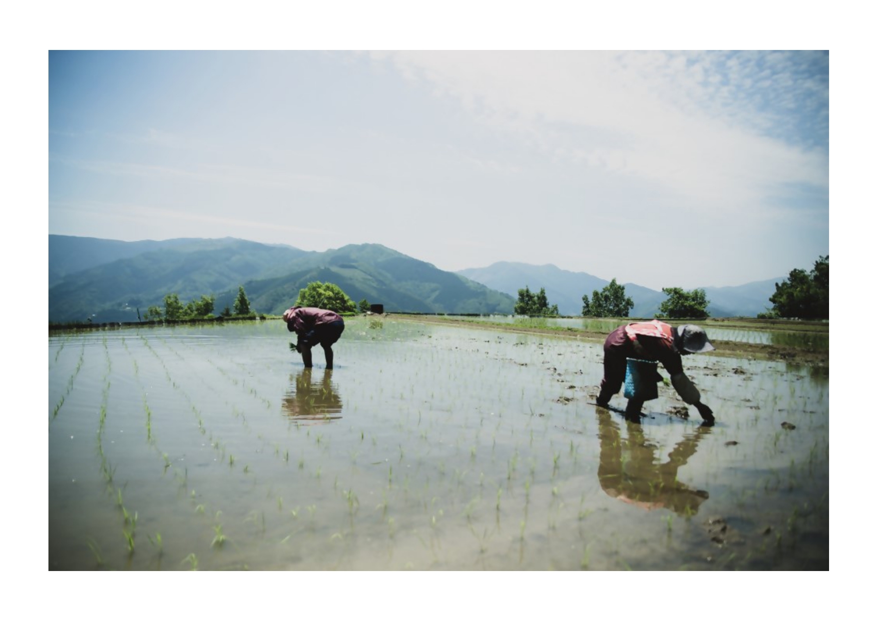 田んぼと山々の風景